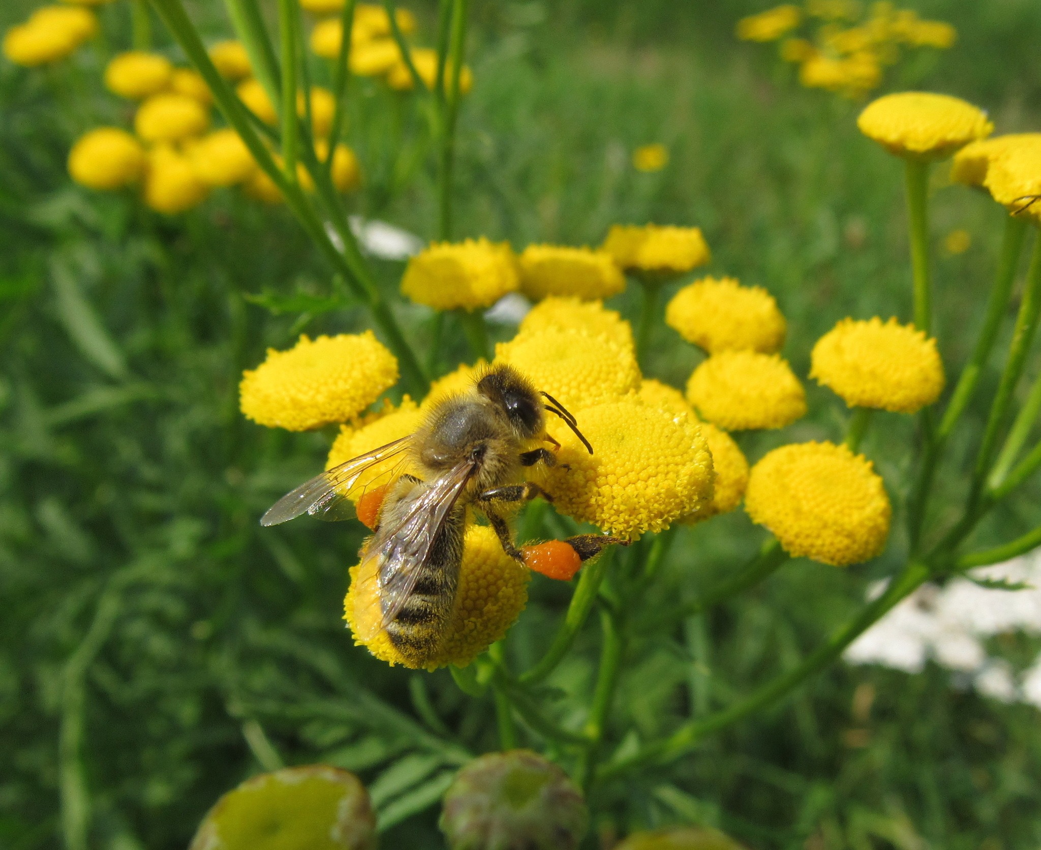 Bedrohte Arten Das Grosse Krabbeln Mein Bielefelder